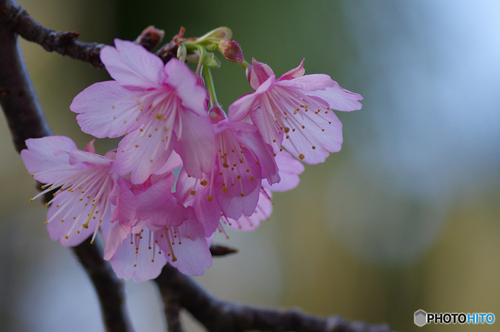 寒緋桜