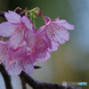 寒緋桜