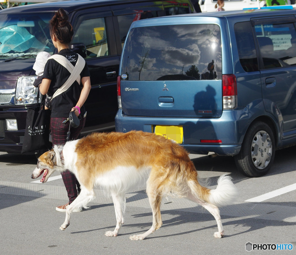 デカイ犬