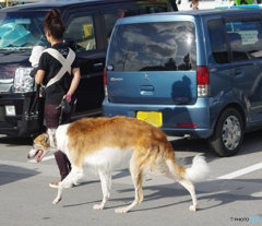 デカイ犬