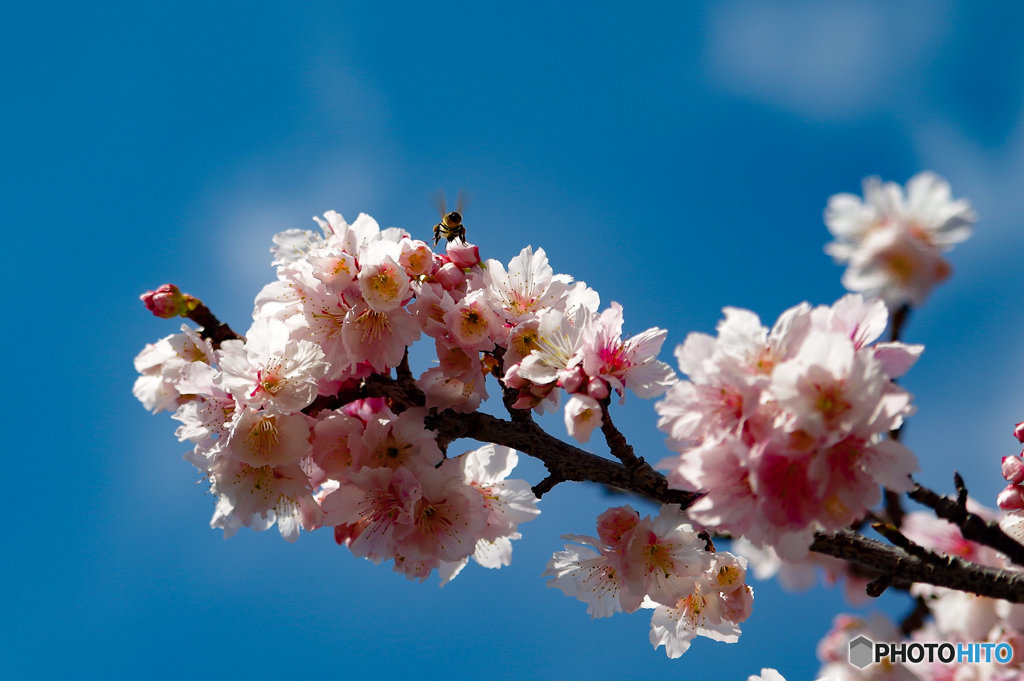 寒緋桜