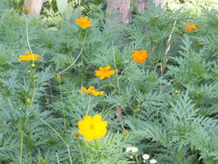 花畑