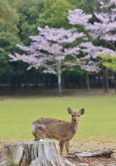  衣替えの季節