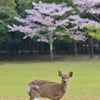  衣替えの季節