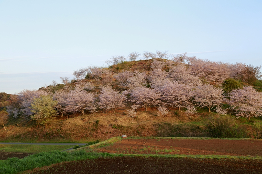 桜山夕景