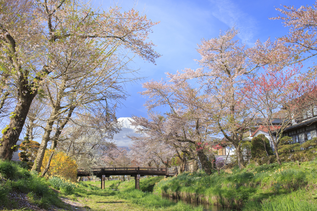 桜、名残惜しむ