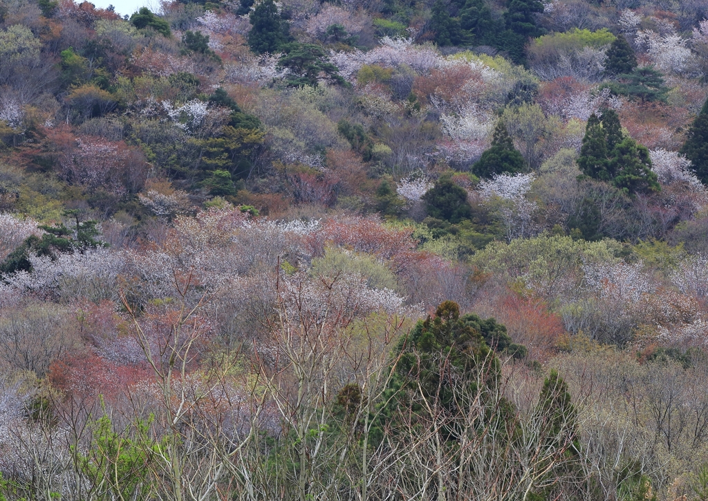 宇利峠の春