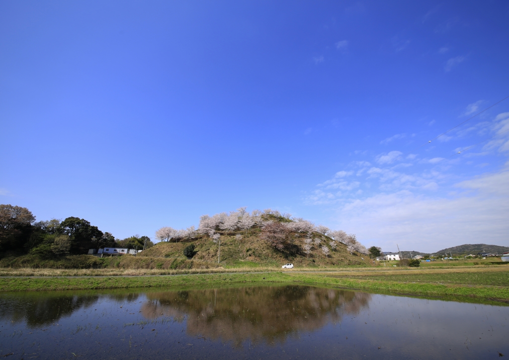 桜山水景