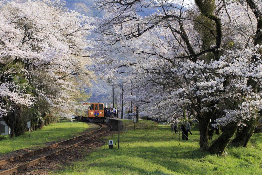 桜見の満員列車