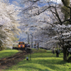 桜見の満員列車