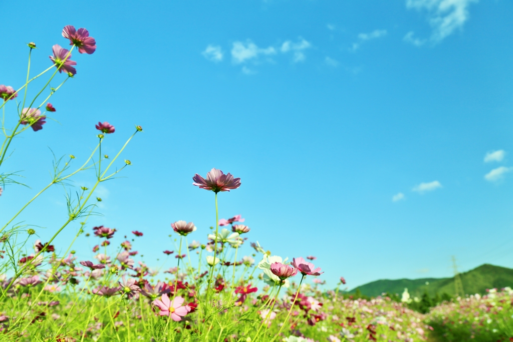 青空と秋桜