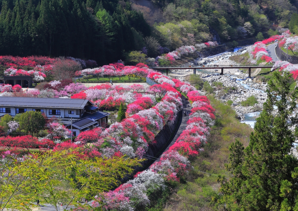 華の路