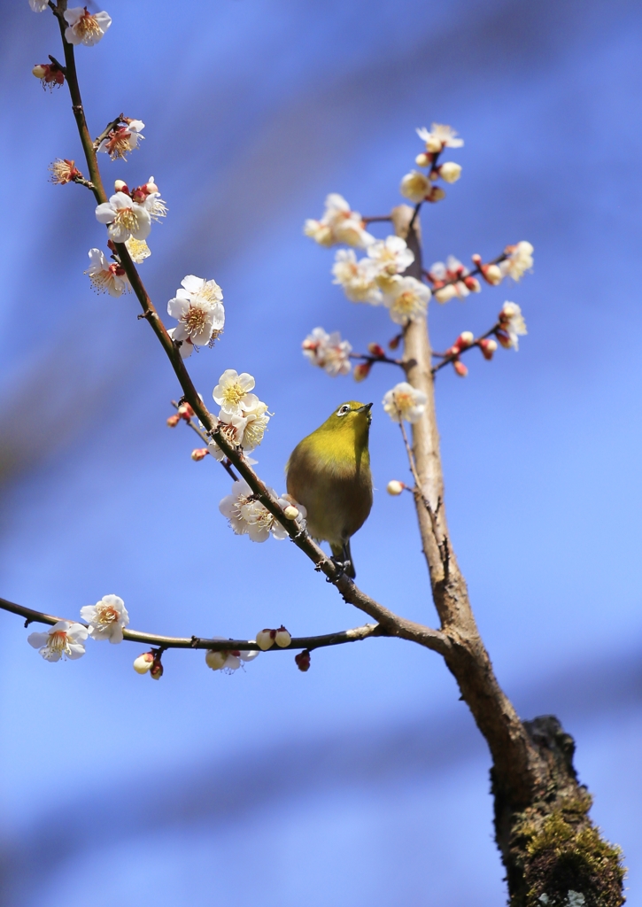 ウメジロウ