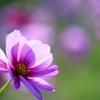 斜 光 秋 桜