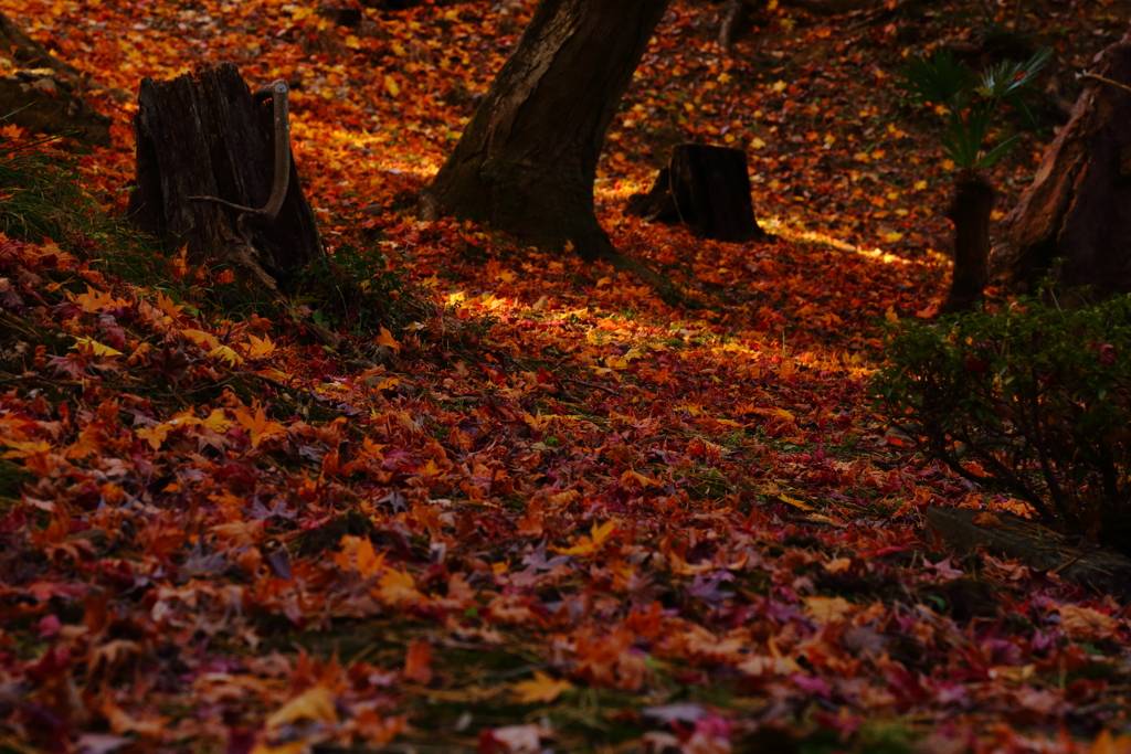 絨毯、紅葉のね。