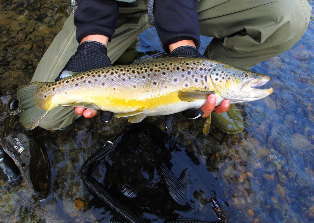 犀川のブラウントラウト