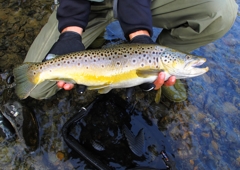 犀川のブラウントラウト