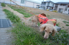 何か無いかなぁ…