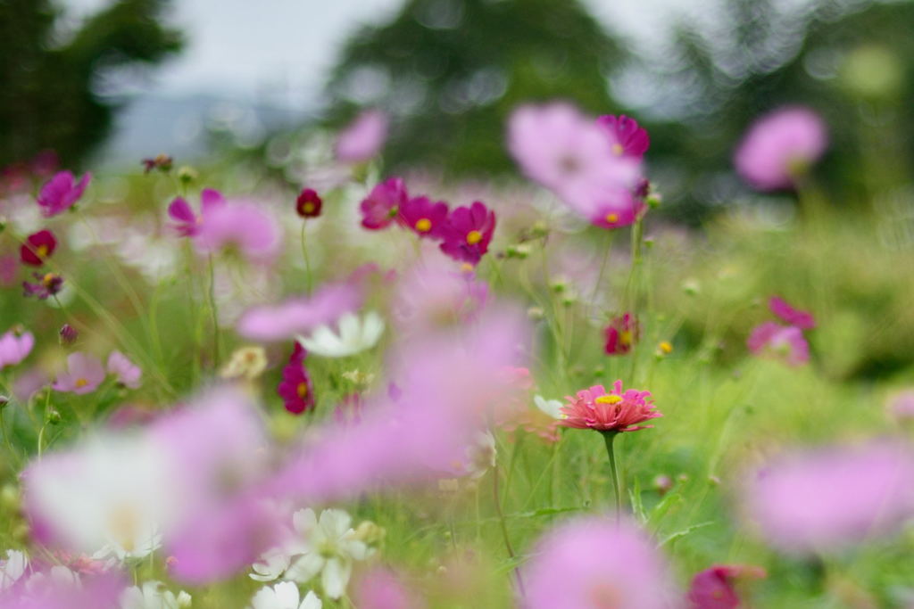 秋桜のふり