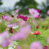 秋桜のふり