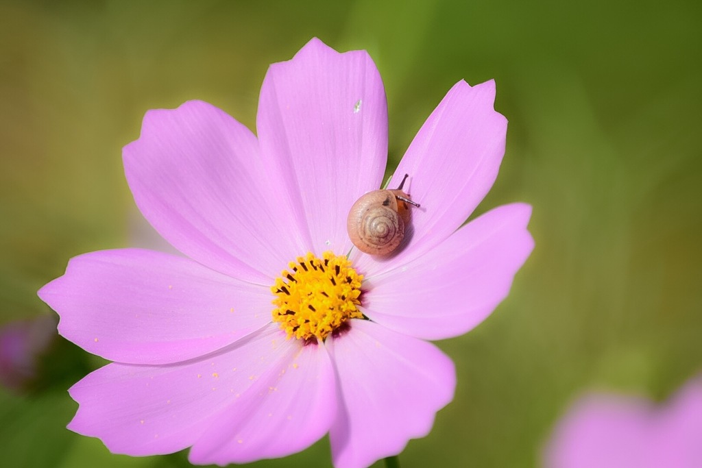 花酔いのカタツムリ