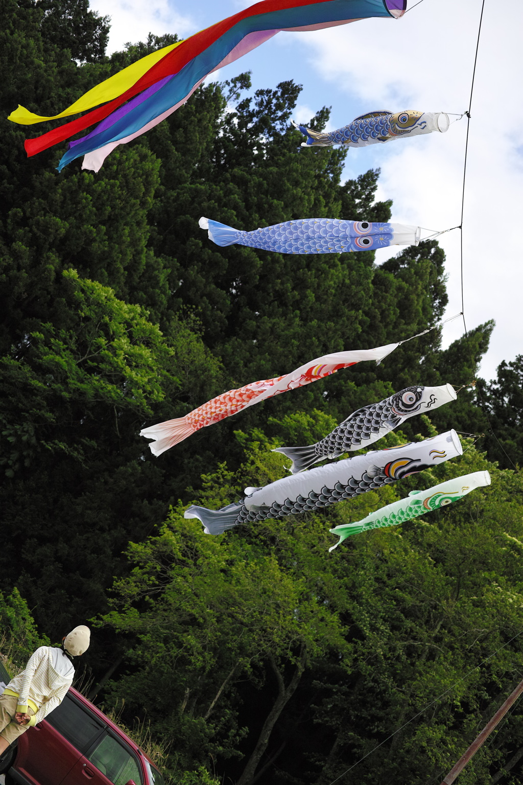 私の鯉はどれかな