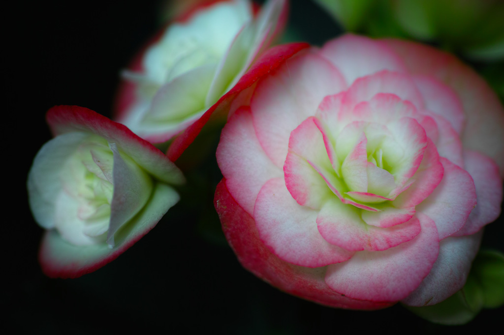 花言葉は「片思い」