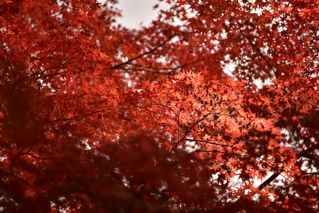 紅蓮