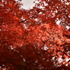 紅蓮