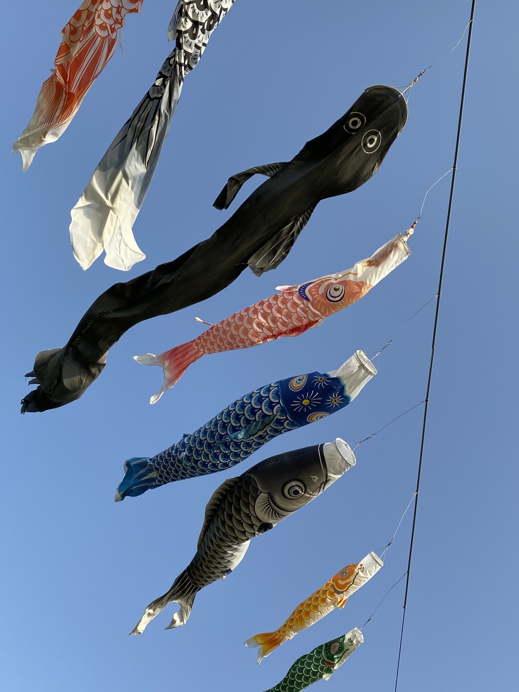 鯉のぼり…？