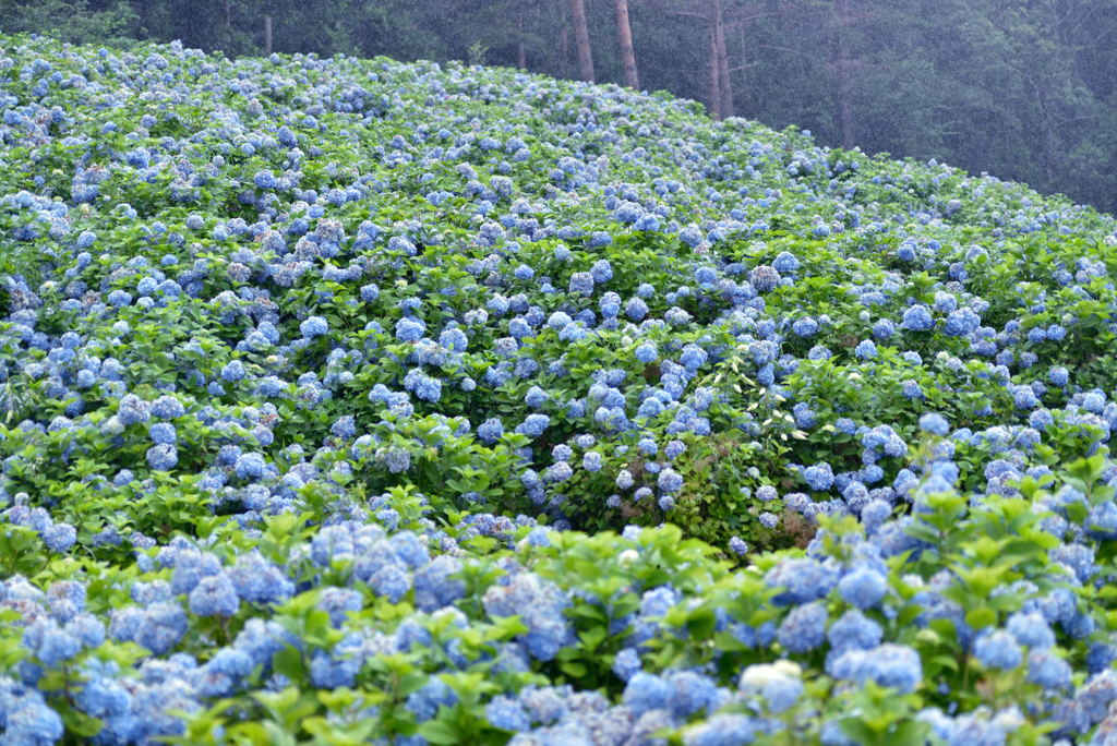 斜面の紫陽花