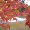 紅葉の伽藍