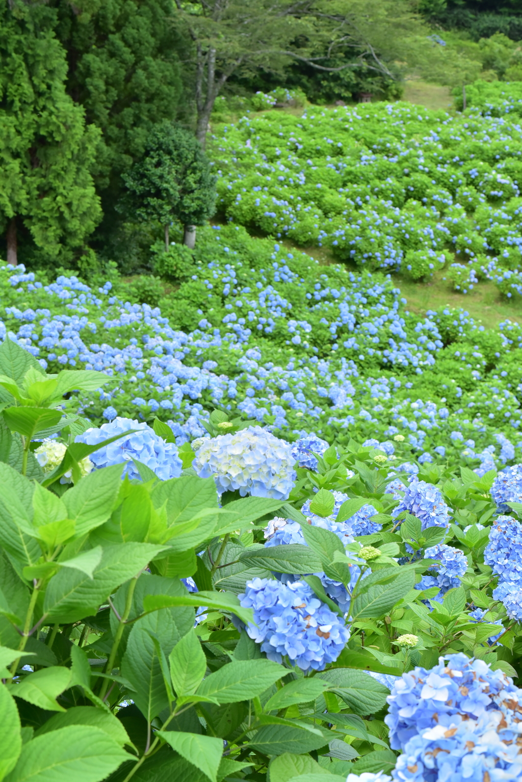 紫陽花畑２