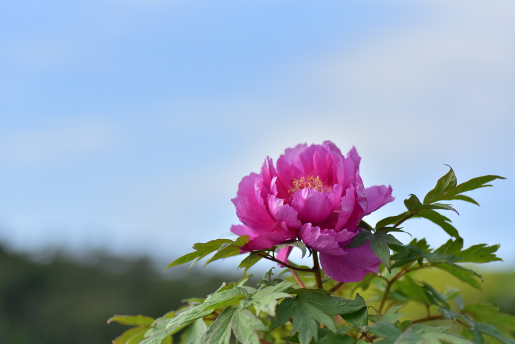 空に牡丹花