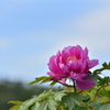 空に牡丹花