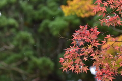 紅葉雨