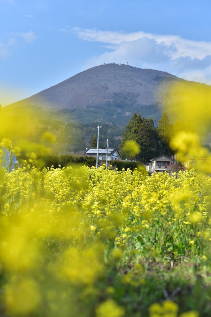 室根山と菜の花