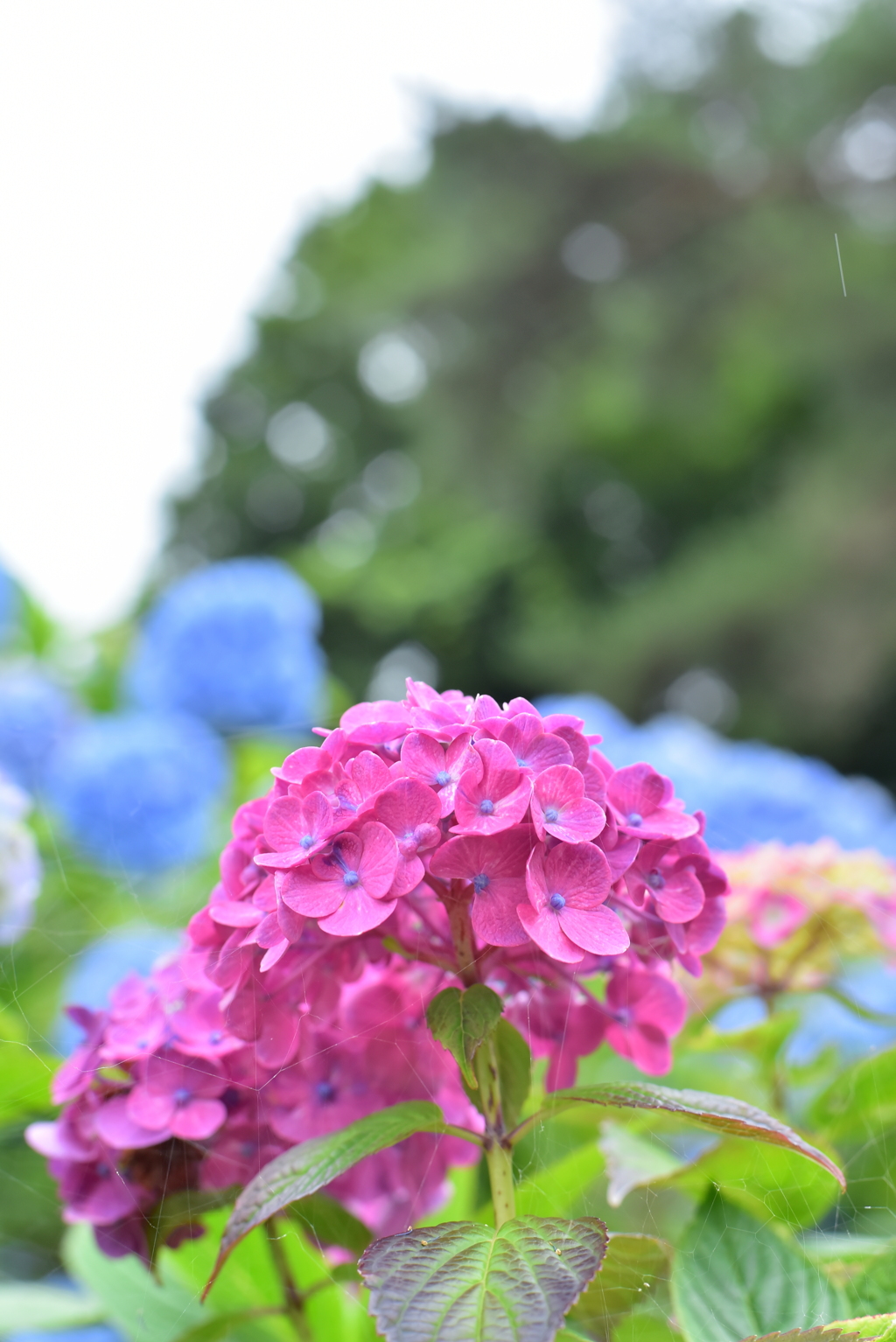 雨を呼ぶ