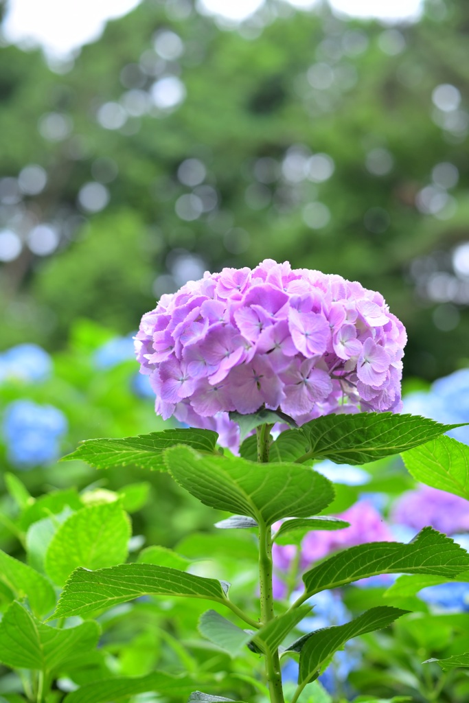 一雨来る前に