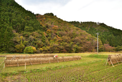 里山の晩秋