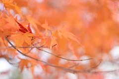 優しい紅葉