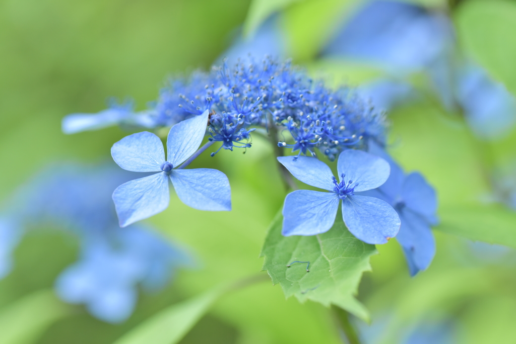 紫陽花の色鮮やかに曇り空