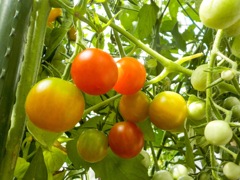 tomato jungle