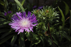 夏の花