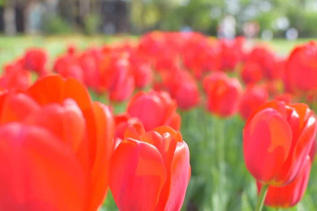 5月の風に揺れる