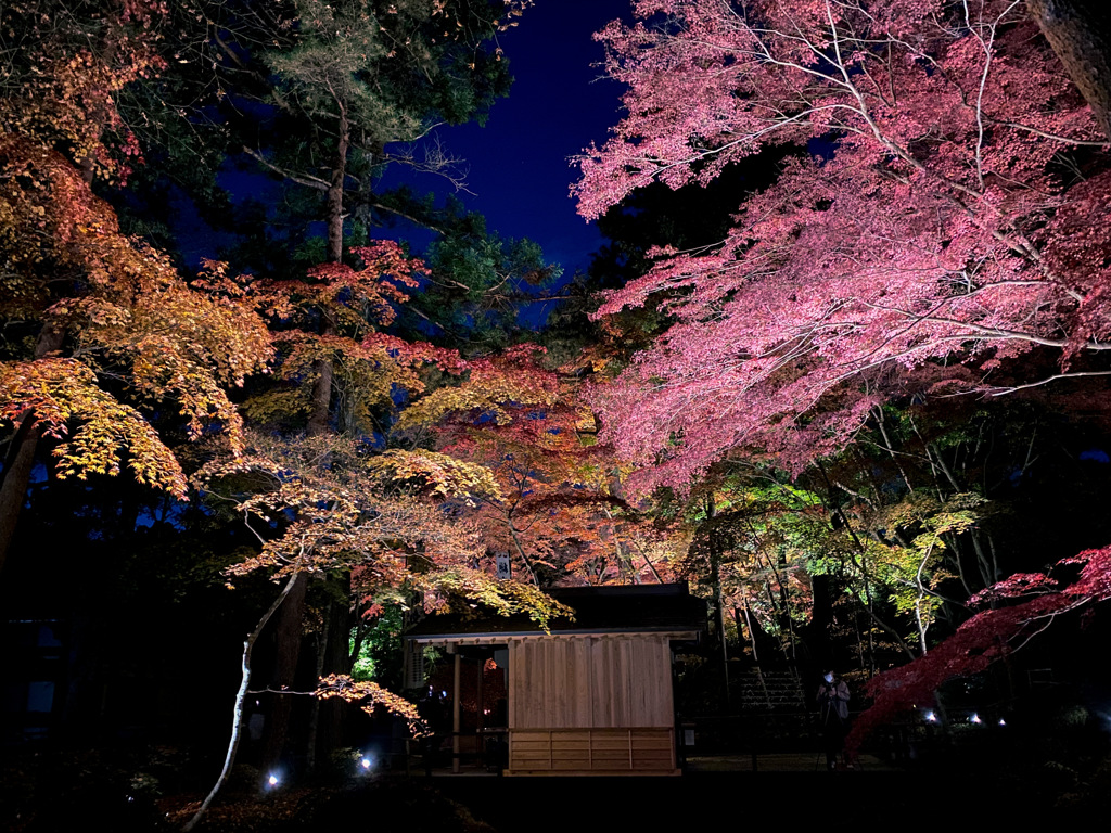 中尊寺　紅葉銀河　桃色