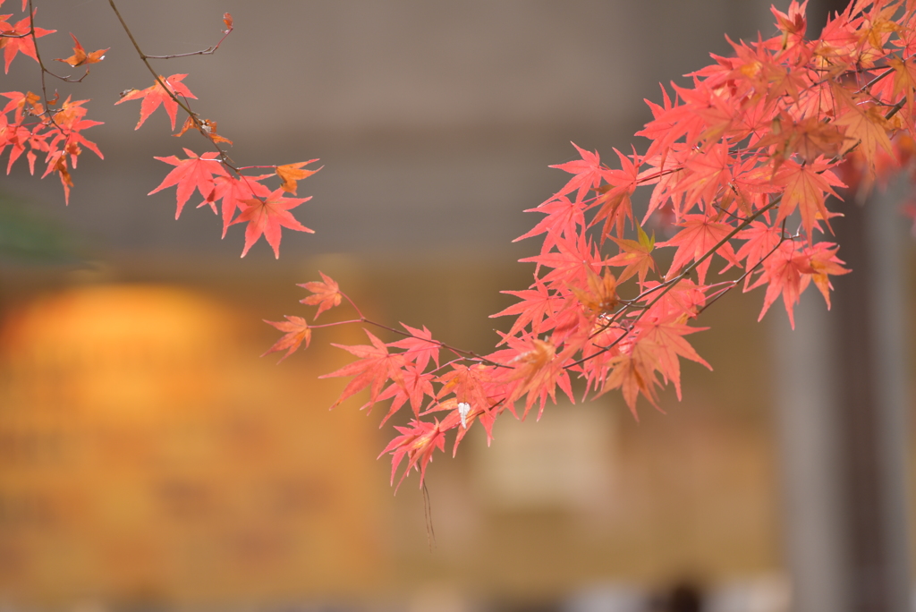 連綿