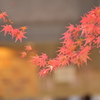 連綿