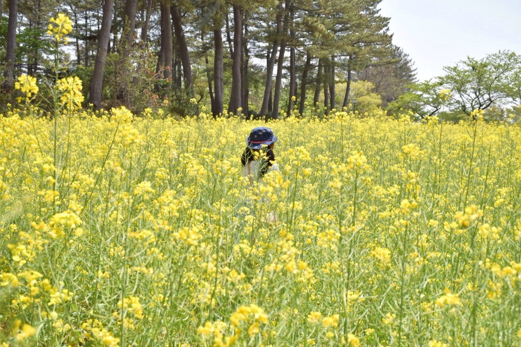 砂地の菜の花畑