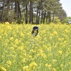 砂地の菜の花畑